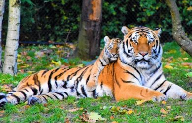caracteristici tigru